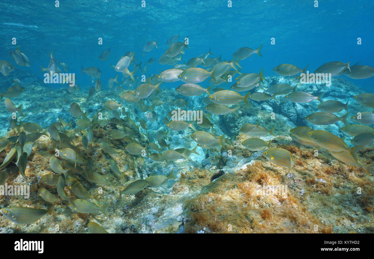 Schule der Fische seabreams Sarpa salpa Unterwasser im Mittelmeer, Sizilien, Trapani, Italien Stockfoto