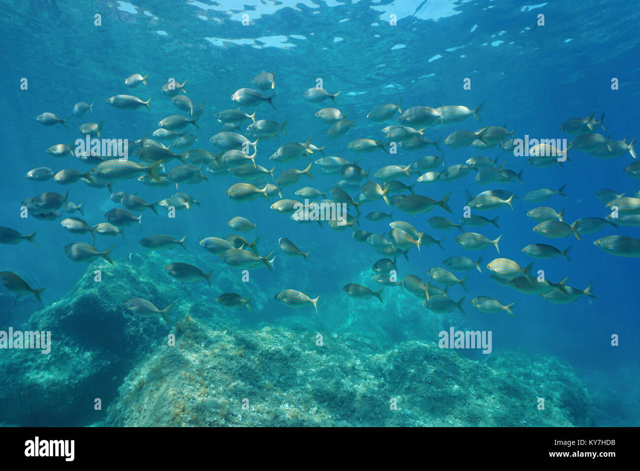 Schule der Fische seabreams, salema Porgy, Sarpa salpa, Unterwasser im Mittelmeer, Costa Brava, Katalonien, Spanien Stockfoto