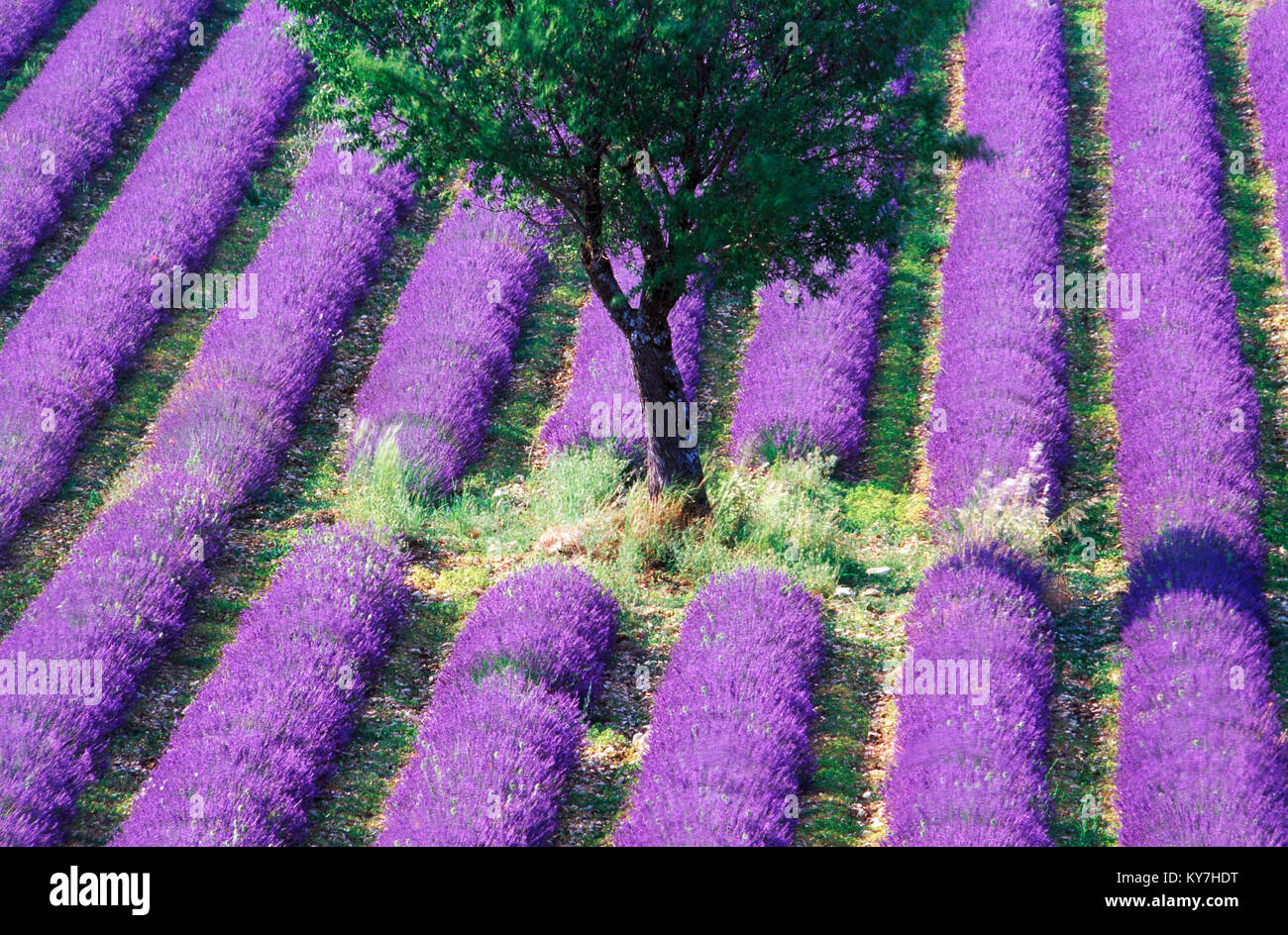 Einsamer Baum in einem Lavendelfeld in der Provence, Frankreich. Stockfoto