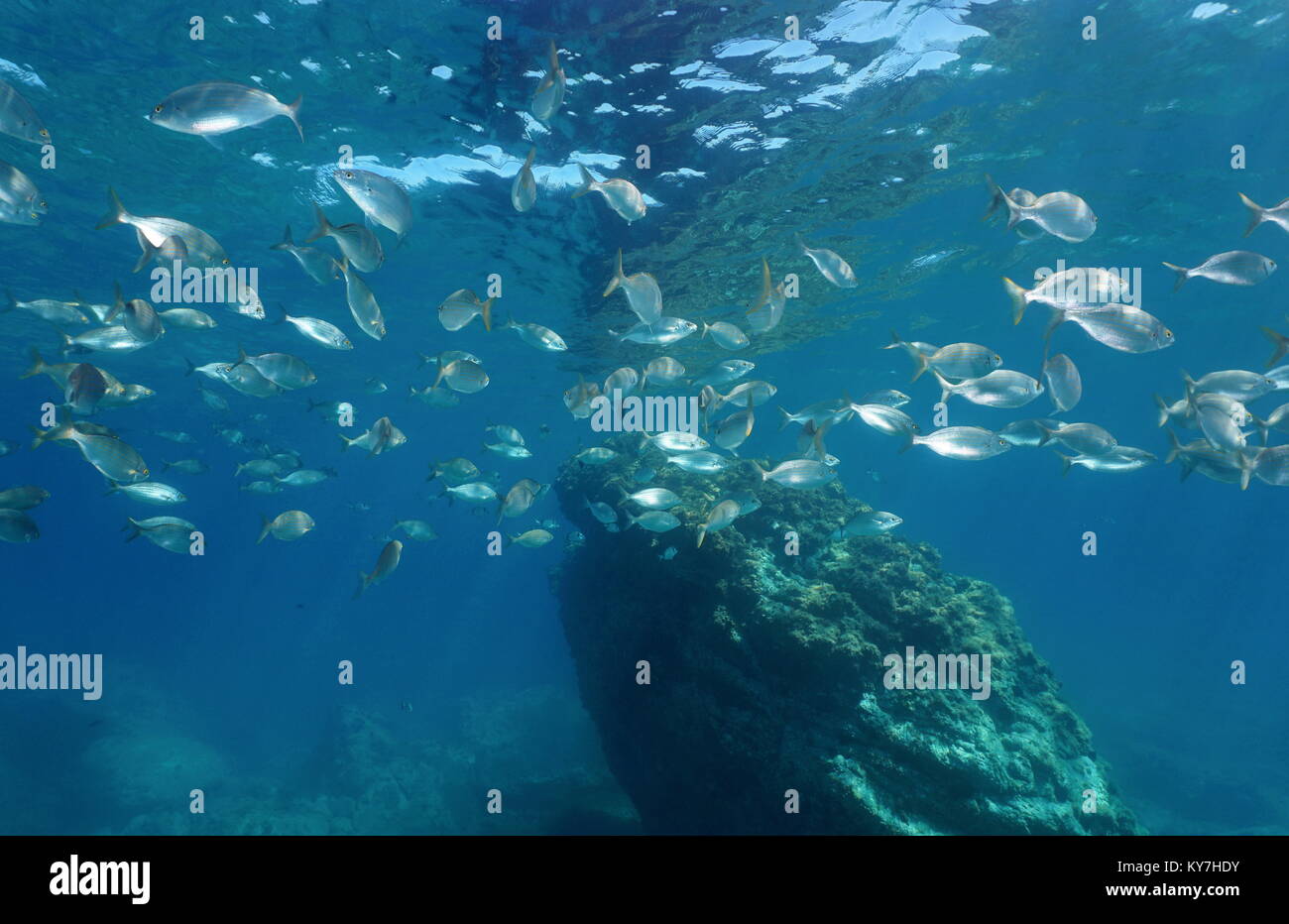 Schwarm von Fischen, Brassen Sarpa salpa, Unterwasser in der Nähe der Oberfläche im Mittelmeer, Sizilien, Messina, Italien Stockfoto