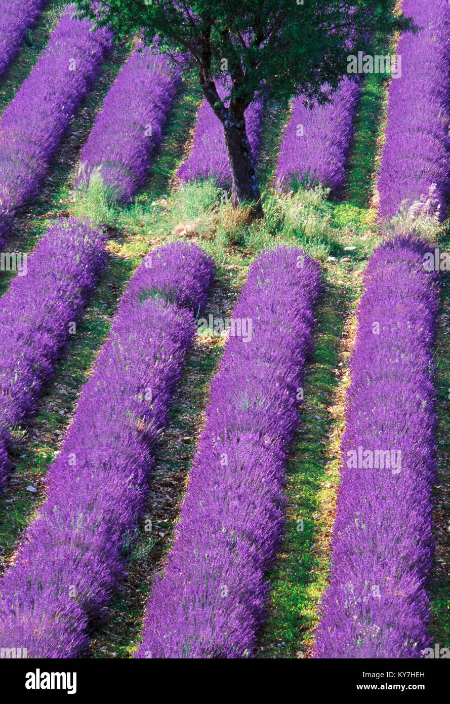 Einsamer Baum in einem Lavendelfeld in der Provence, Frankreich. Stockfoto