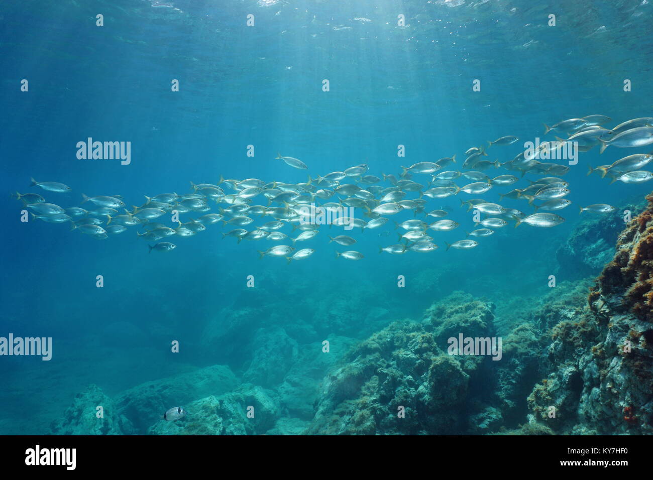Spanien Mittelmeer unterwasser eine Schule des Fisches seabreams Salema porgy, Sarpa salpa, Katalonien, Costa Brava Stockfoto