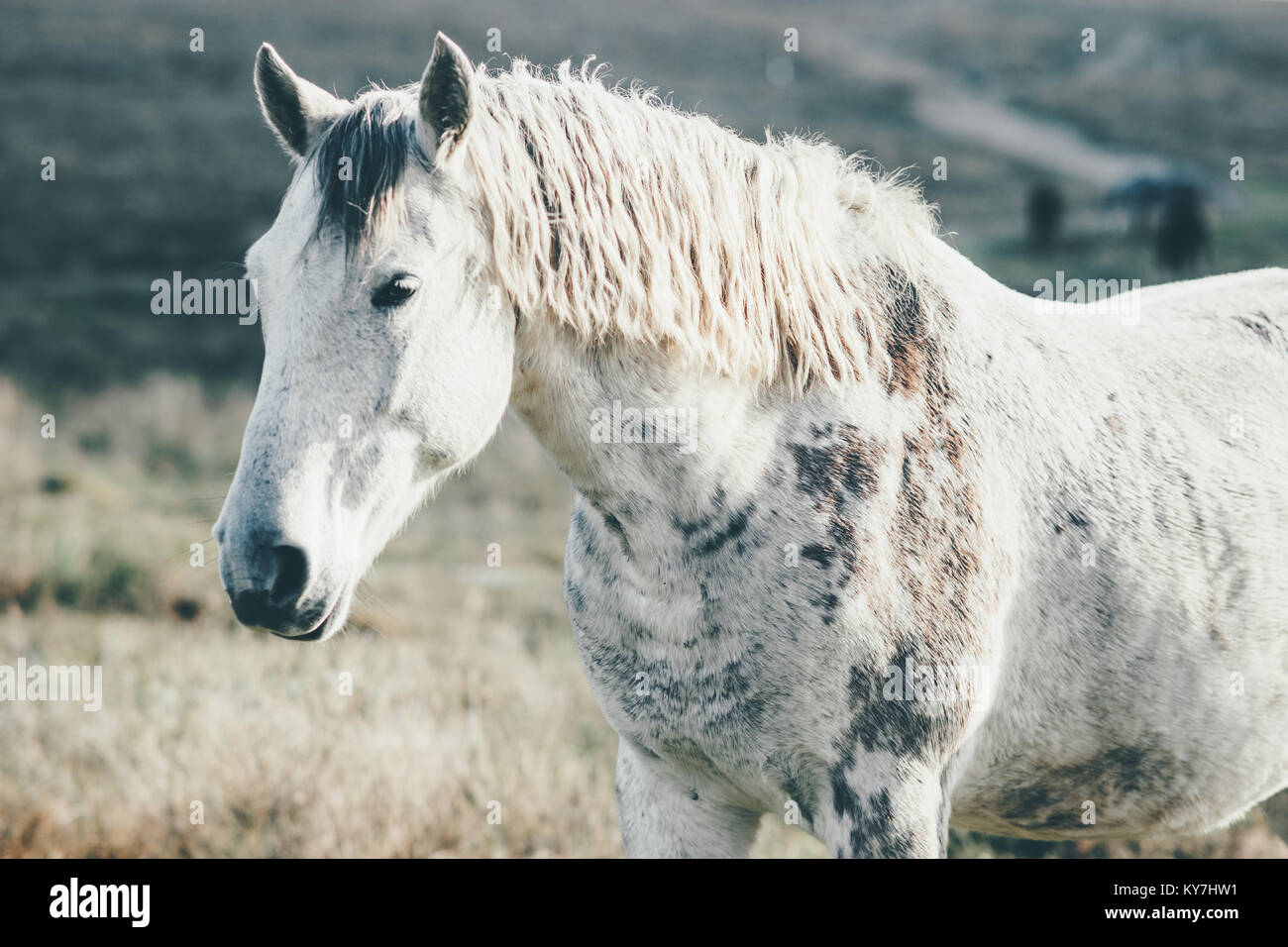 Weißes Pferd läuft Tier auf der Weide grasen Feld Landschaft im Hintergrund Stockfoto