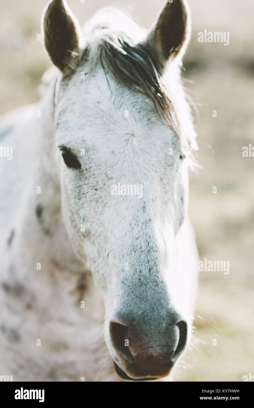 White Horse Tier portrait Nahaufnahme Weide Stockfoto