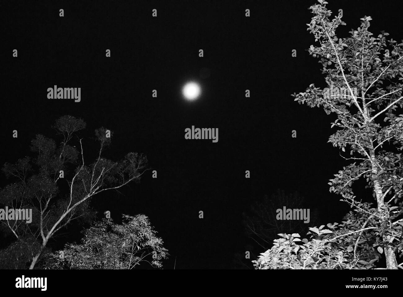 Bilder bei Nacht der Mond mit Bäumen im Vordergrund, Byfield State Forest, Queensland, Australien Stockfoto