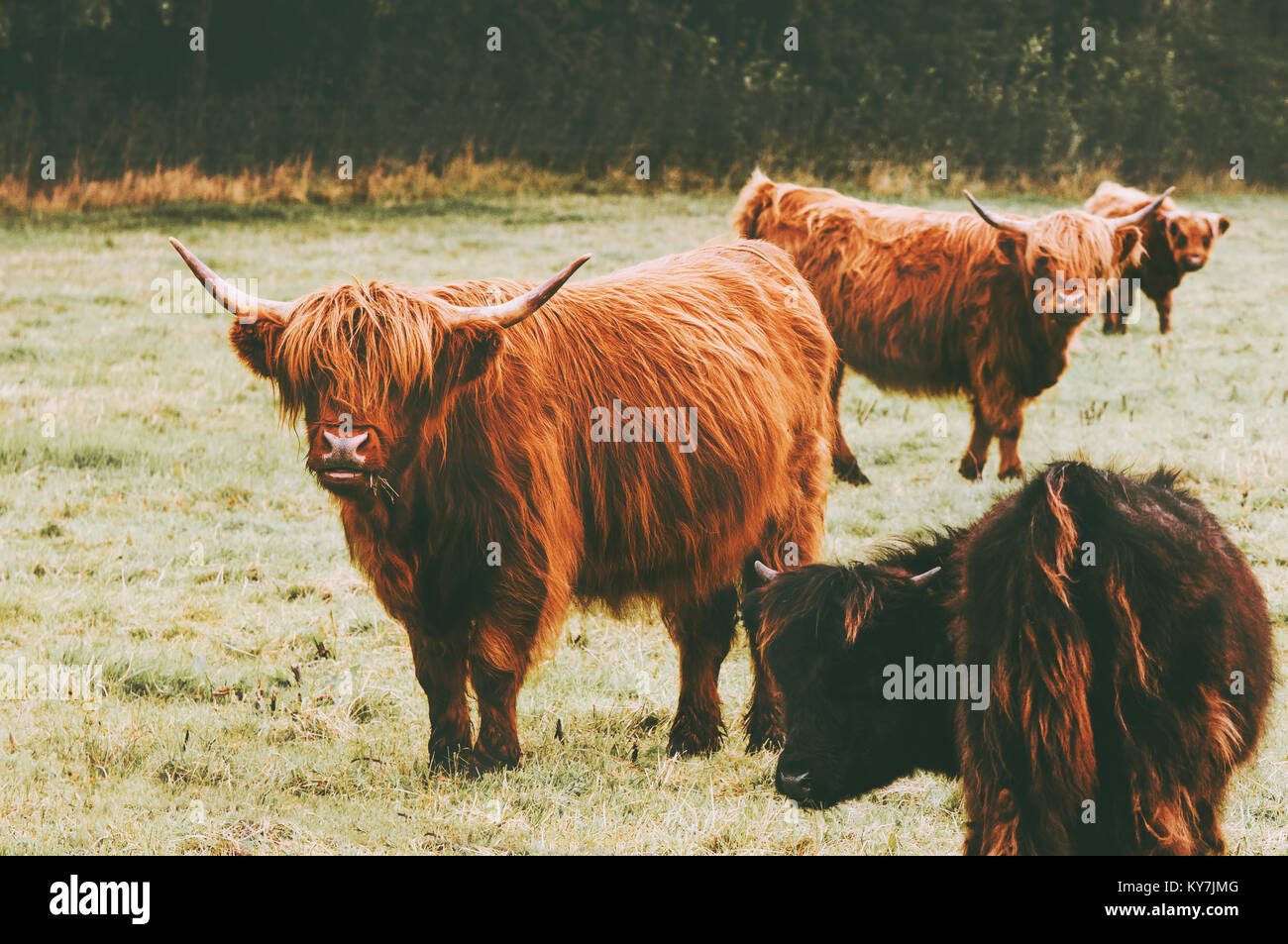 Highland rind kuh Gruppe Tiere lange Haare und Hörner klassische schottische Rasse Stockfoto