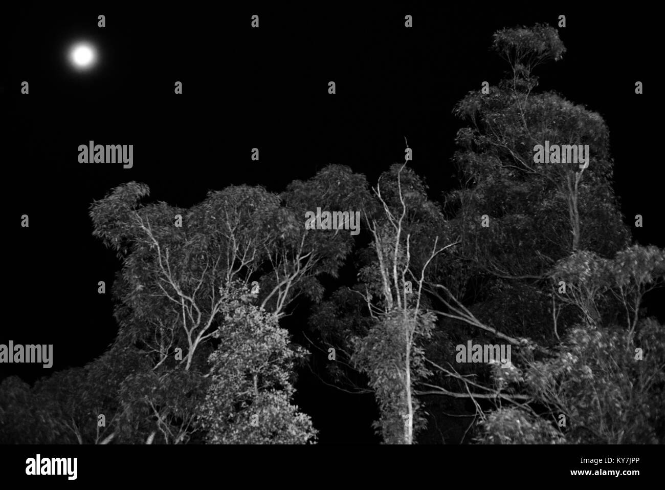 Bilder bei Nacht der Mond mit Bäumen im Vordergrund, Byfield State Forest, Queensland, Australien Stockfoto