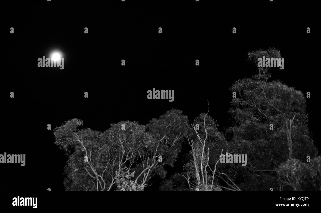 Bilder bei Nacht der Mond mit Bäumen im Vordergrund, Byfield State Forest, Queensland, Australien Stockfoto