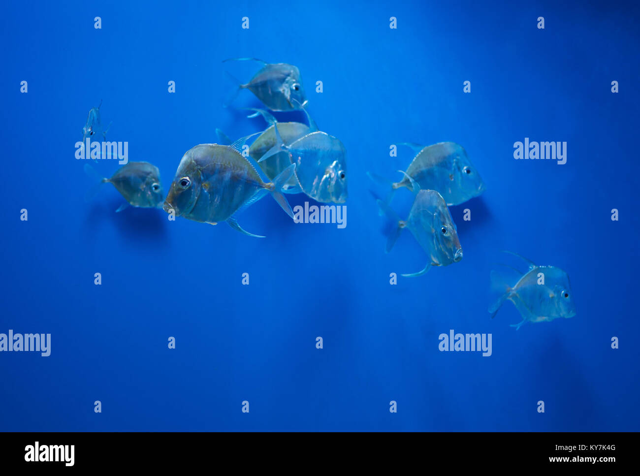 Ein spiel fisch lookdown (Selene vomer) im blauen Wasser Stockfoto