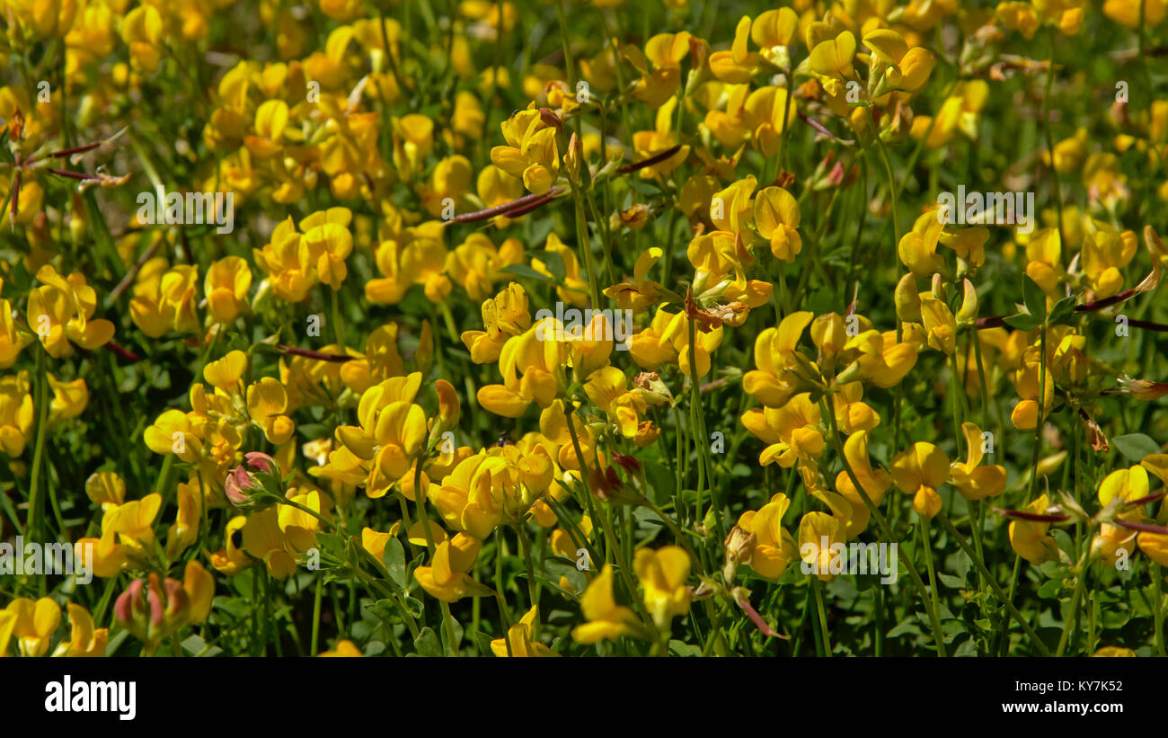 Hintergrund der helle gelbe Kleeblatt Wildblumen Stockfoto