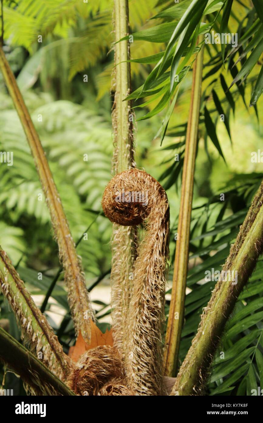 Regenwald wintergarten tropisch üppig Fotos und Bildmaterial in hoher