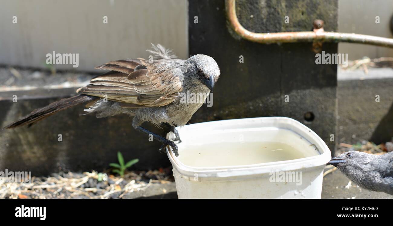 (Apostlebirds Struthidea cinerea) genießen Sie ein Bad und Trinken während einer Hitzewelle, Queensland, Australien Stockfoto