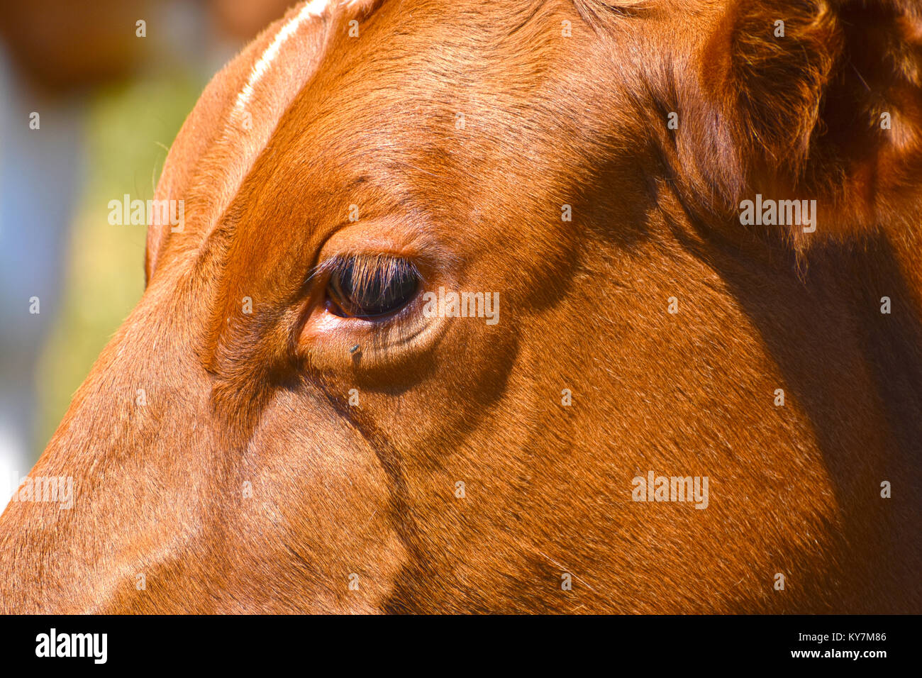 Kühe Auge schließen oben mit Flüssigkeit, die aus dem wässrigen Augen gelaufen ist. Eine Fliege hat gerade unter Ihrem Auge gelandet. Stockfoto