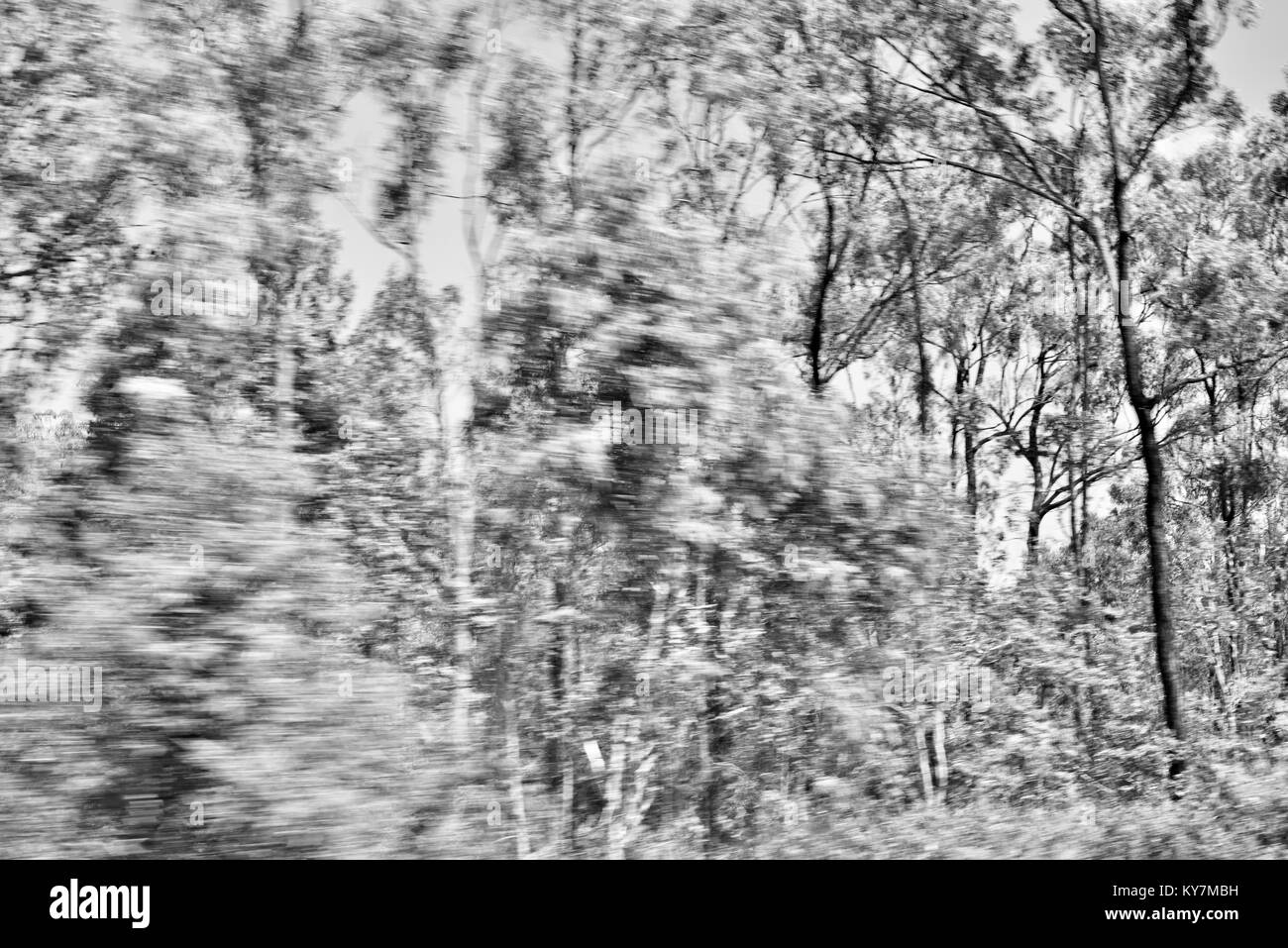 Bäume in Bewegung, Ackerland und Bush in der Nähe von Clairview, Queensland, Australien Stockfoto