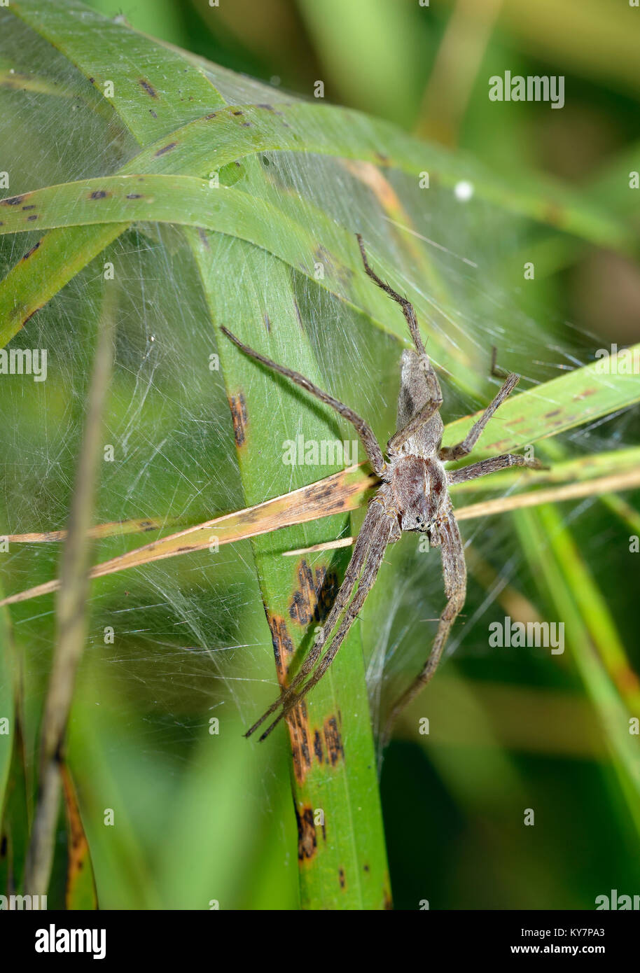 Baumschule Web Spider - Pisaura mirabilis auf Web Stockfoto