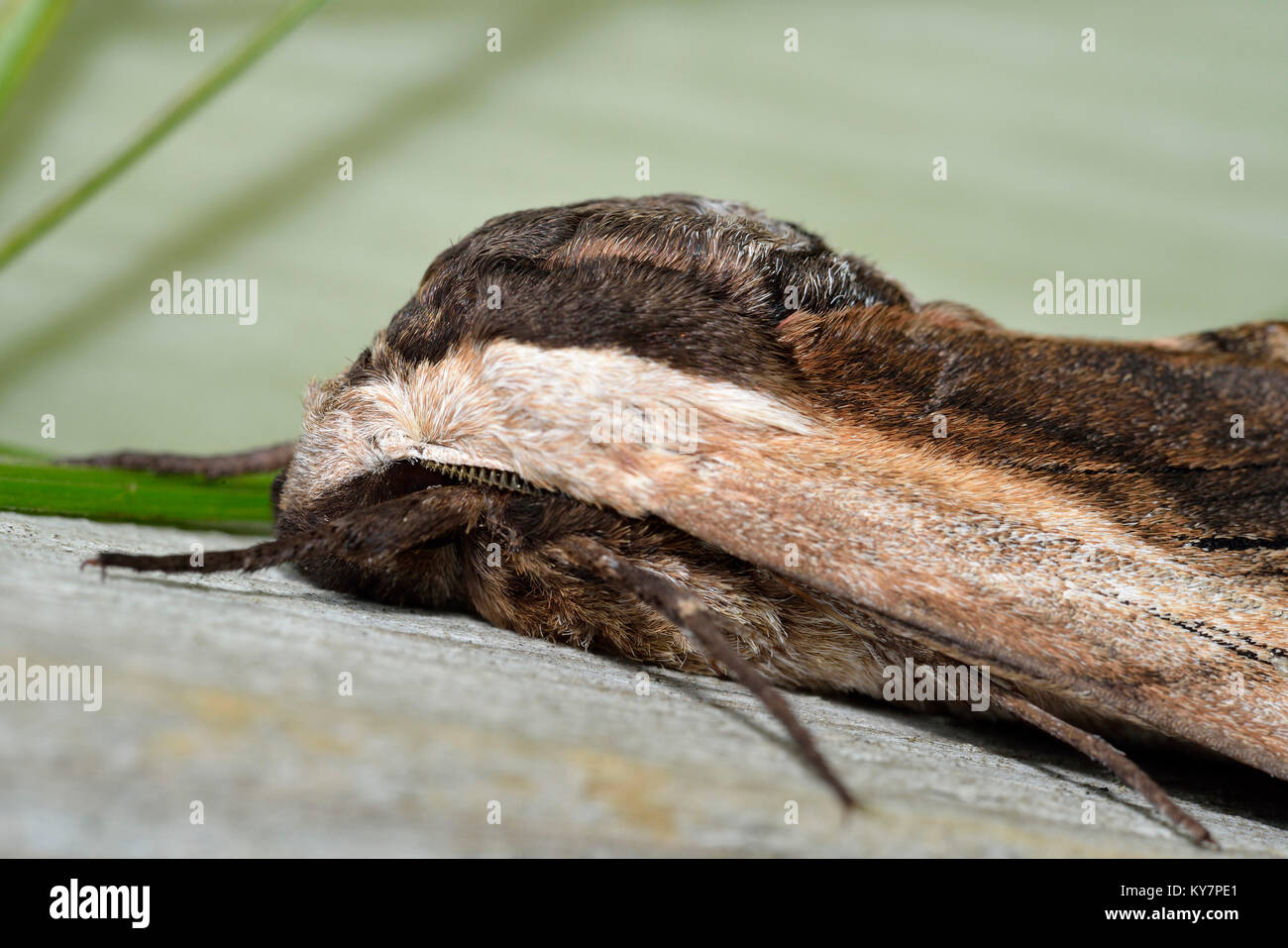 Priwet Tabakschwärmer - Sphinx ligustri Stockfoto