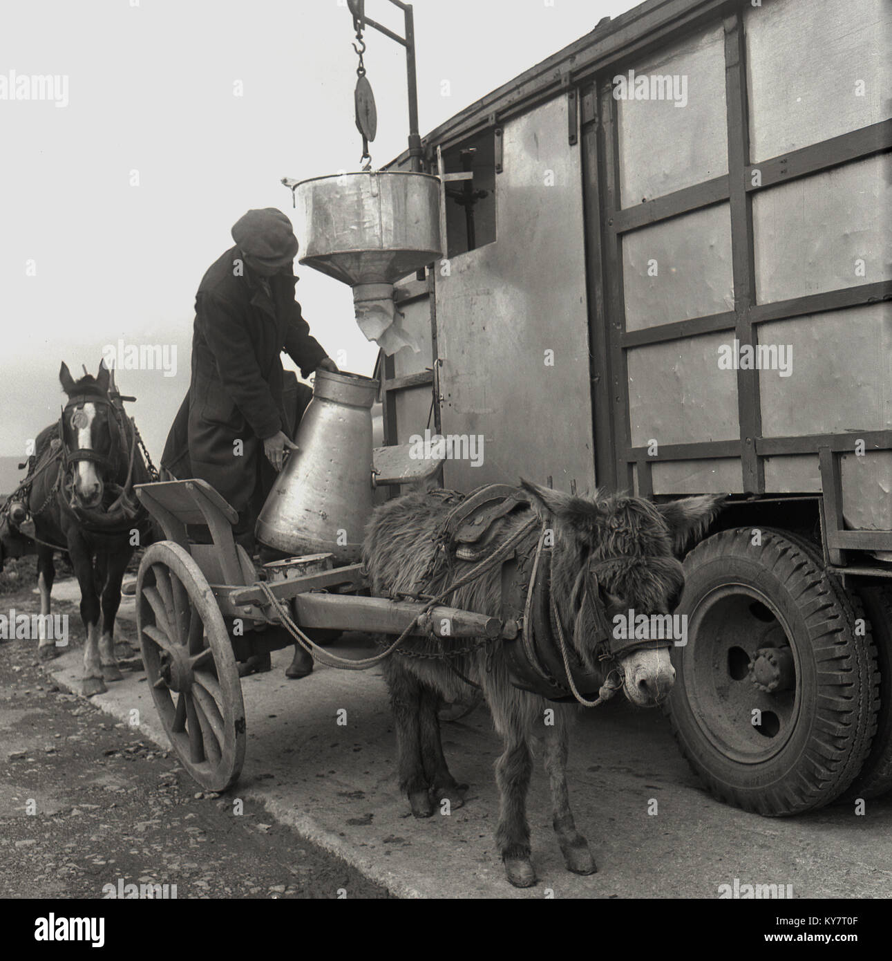 1950, historische, Mann im Mantel und Kappe auf dem Rücken eines Esels und Warenkorb Befüllen ein Metall Milchkanne mit frischer Milch aus einem Spender hängen von einer mobilen Einheit, Irland. Stockfoto