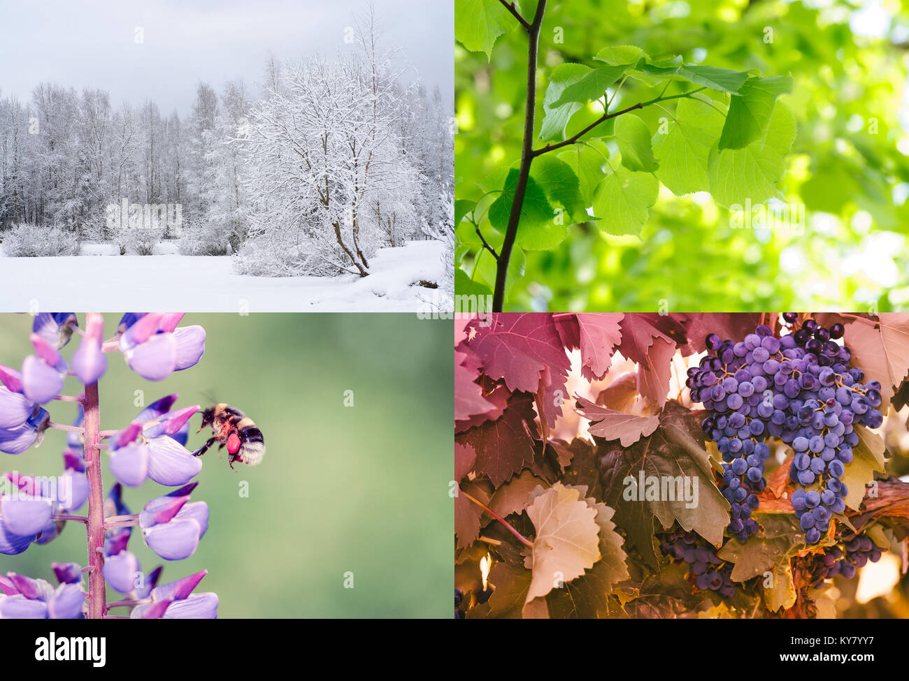 Vier Jahreszeiten des Jahres. Natur im Frühling, Sommer, Herbst und Winter. Stockfoto