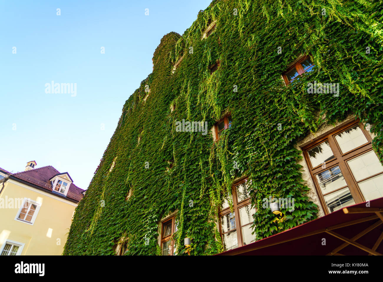 Stadt Haus komplett mit Efeu und Wildem Wein bewachsen, München, Bayern Stockfoto