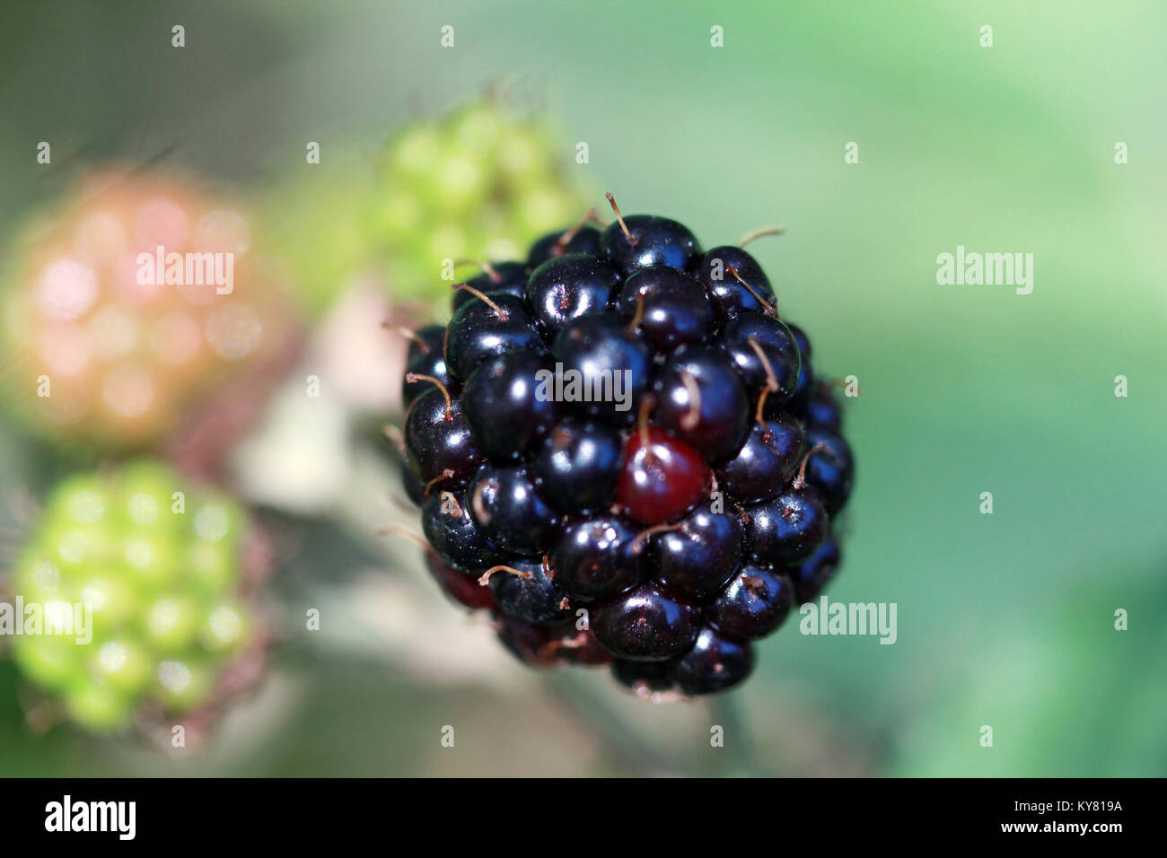 Blackberry - Obst Stockfoto