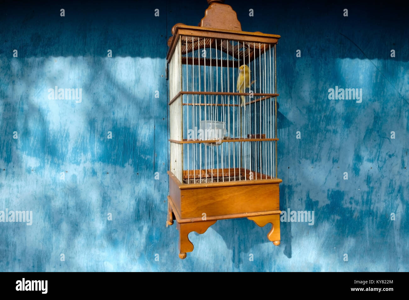 Gelbe Kanarienvogel in einem Käfig in der blaue Hintergrund Stockfoto