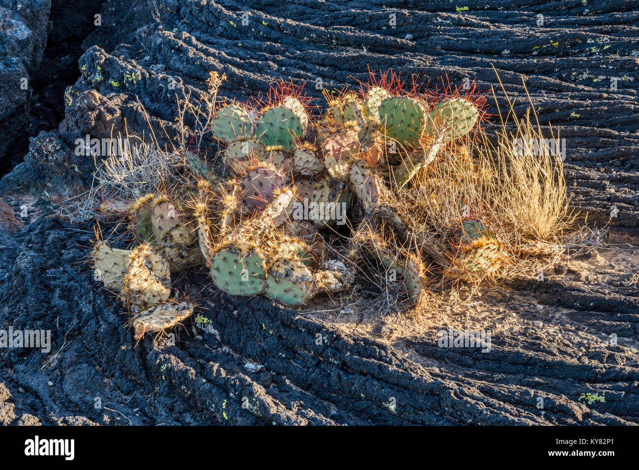 Feigenkakteen am Pahoehoe Lavafeld Malpais, Carrizozo Lava an der Senke von Bränden Erholungsgebiet, Tularosa tat Becken in der Nähe von Carrizozo, New Mexico Stockfoto