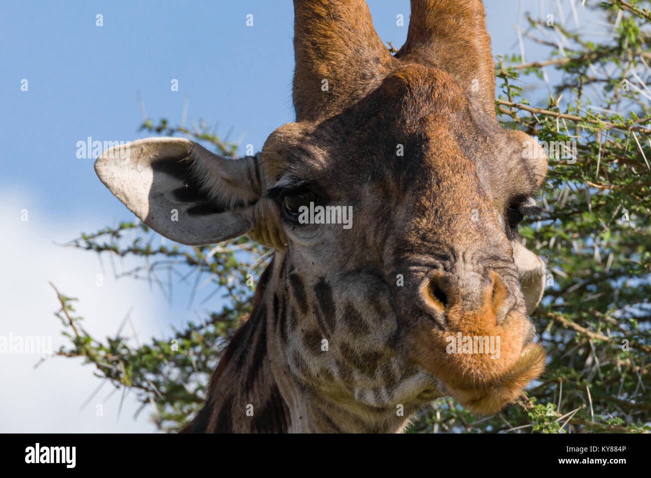 Giraffen füttern auf Blätter in Akazie Krone, in der Mitte der Dornen, Portrait, Oktober 2017, Serengeti National Park, Tansania, Afrika Stockfoto