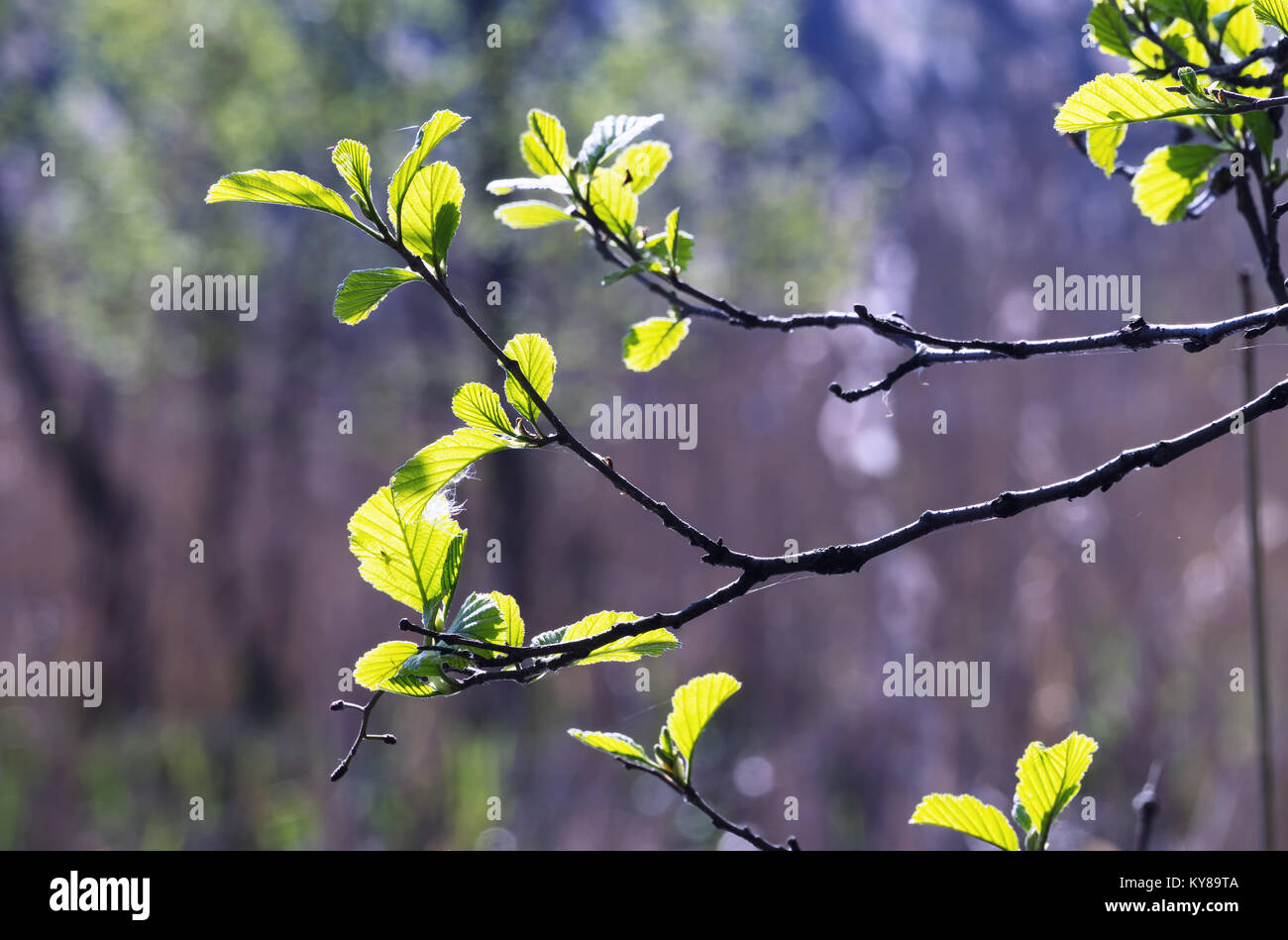 Zweige der Hasel mit frische junge grüne Blätter im Frühling. Die Blätter sind von der Sonne hervorgehoben. Unscharfer Hintergrund, selektive konzentrieren. Stockfoto