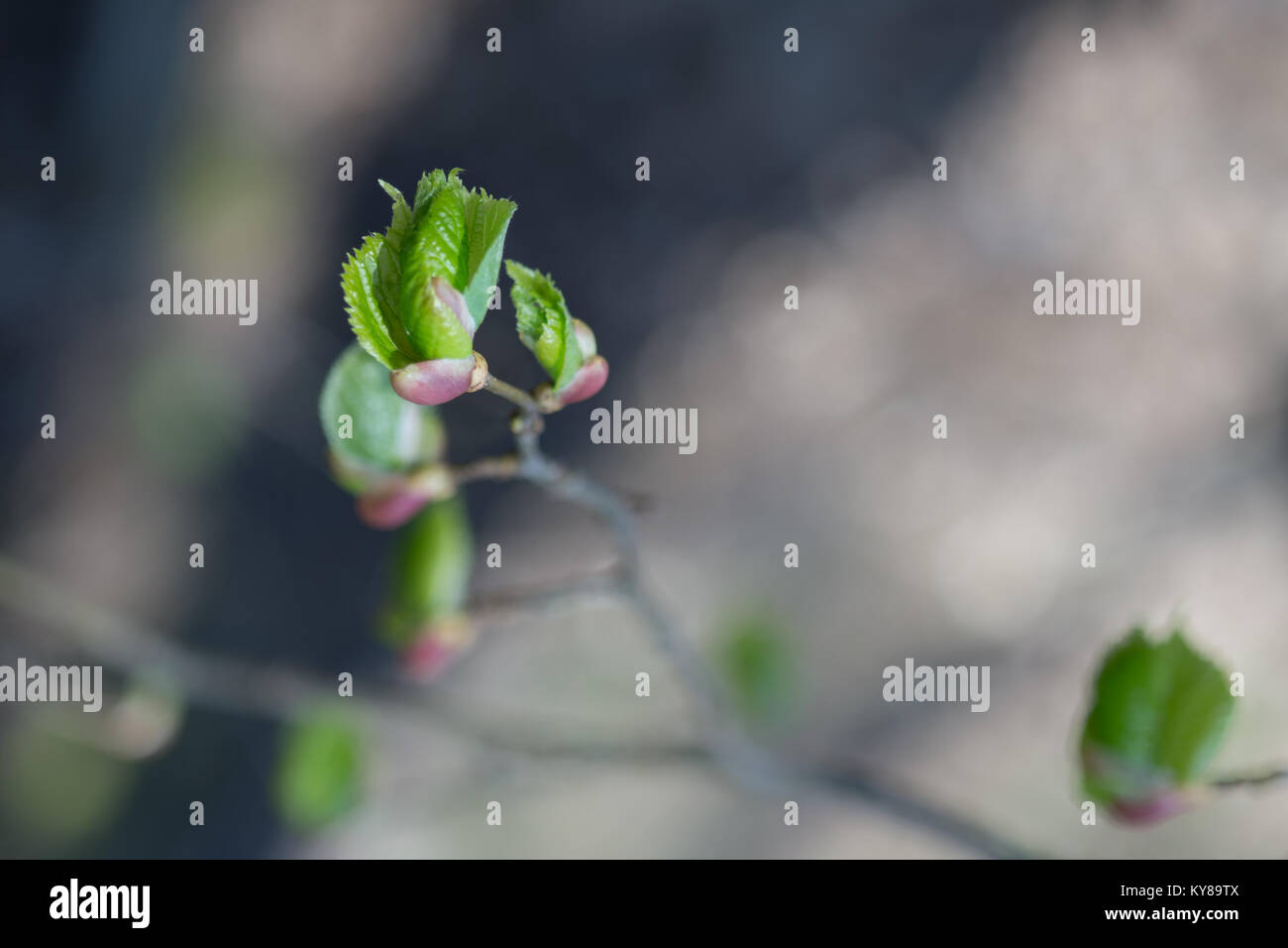 Zweig der Hasel (Corylus) mit frische junge grüne Blätter im Frühling. Die Blätter sind von der Sonne hervorgehoben. Unscharfer Hintergrund, selektive konzentrieren. Stockfoto