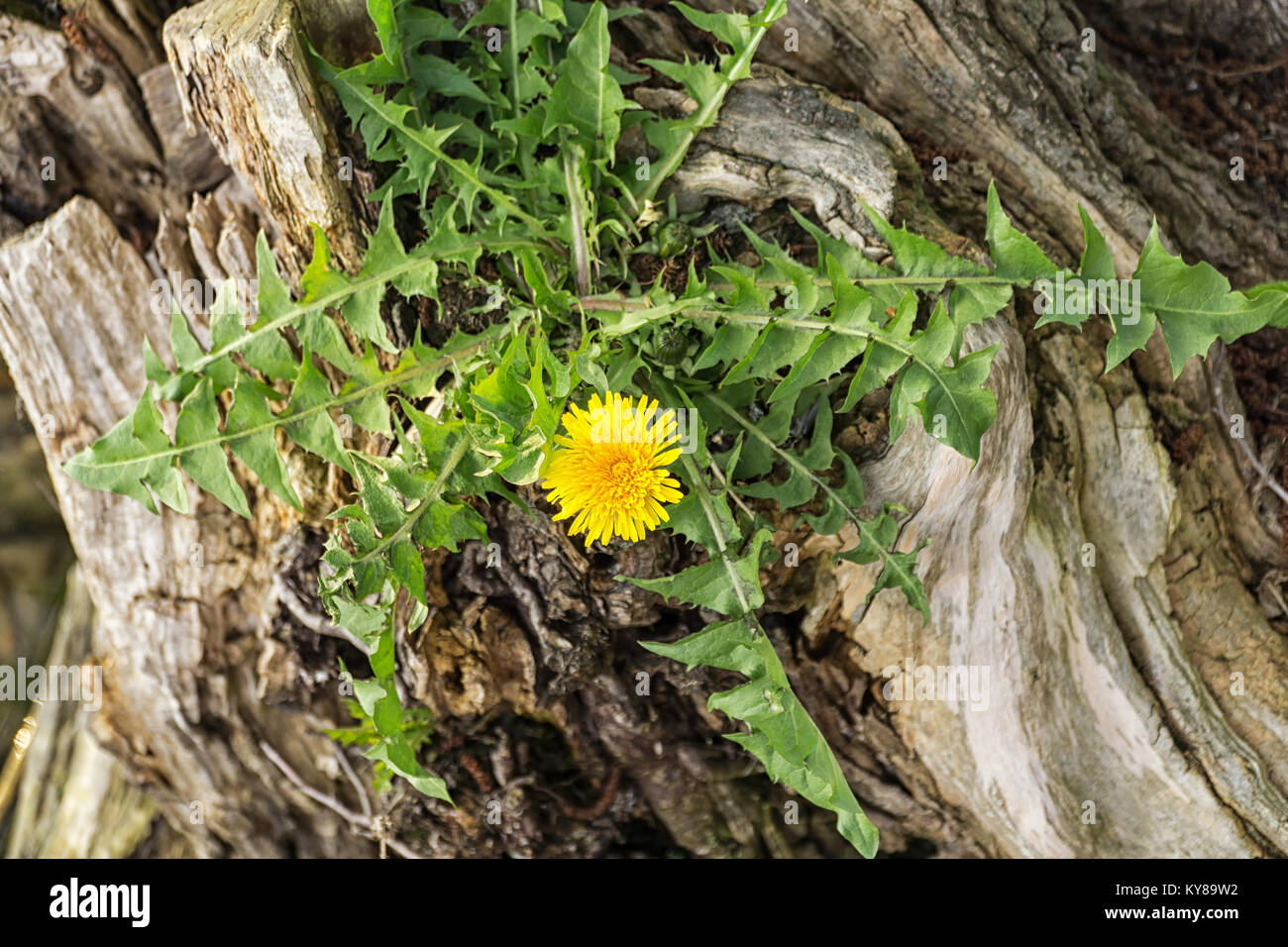 Single Löwenzahn Blume (Taraxacum) wächst auf einem alten Baumstamm am Ufer des Sees. Gelbe Blüten, grüne Blätter. Stockfoto