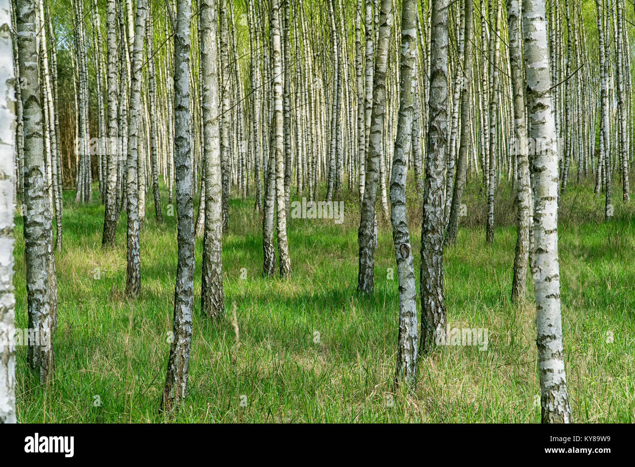 Birch Grove in sonniger Frühlingstag mit weißen Stämme der Birken und frische grüne Blätter. Frühjahr wald landschaft. Natürliche Hintergrund. Stockfoto