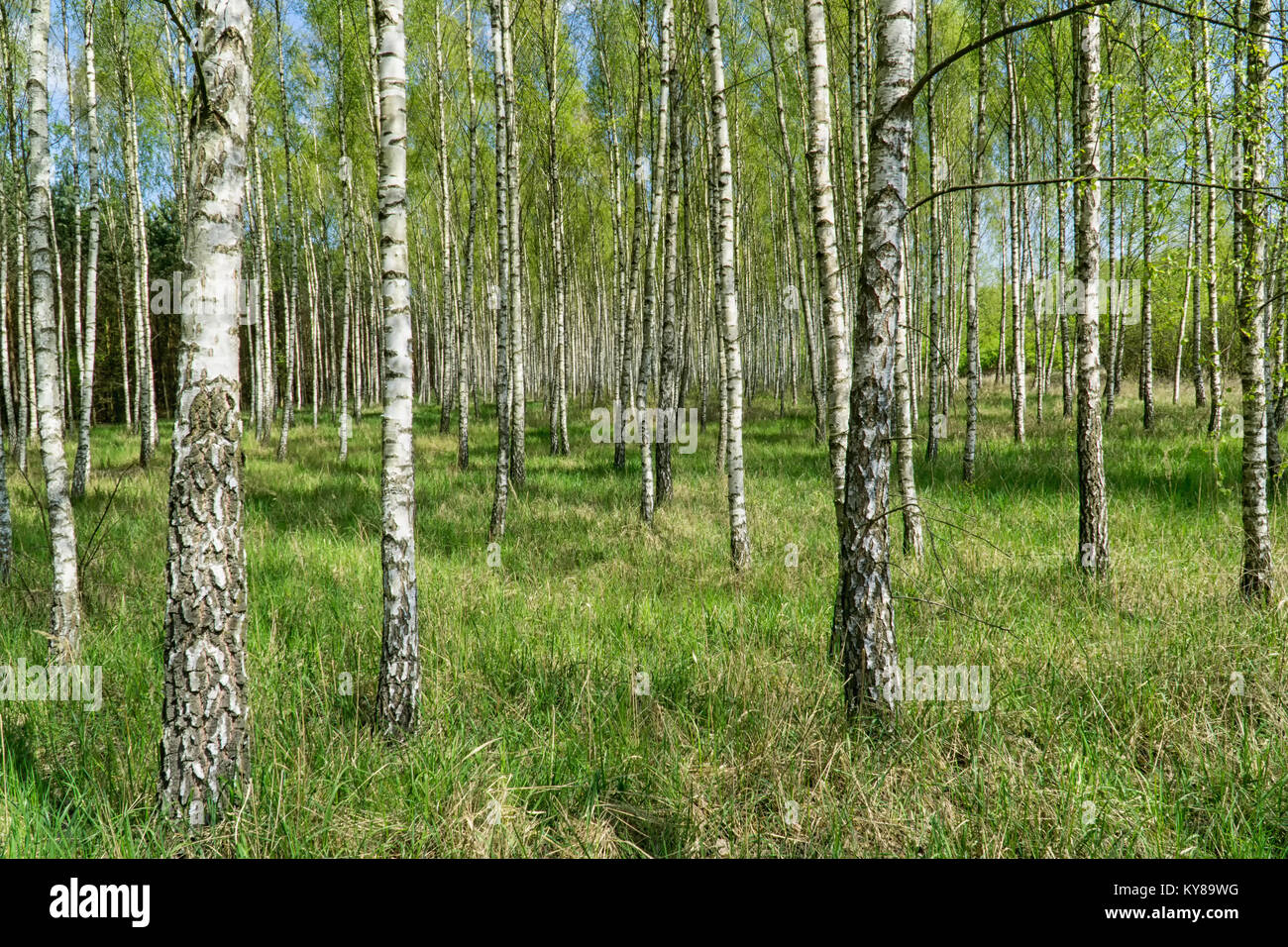 Birch Grove in sonniger Frühlingstag mit weißen Stämme der Birken, frische grüne Laub und blauer Himmel im Hintergrund. Frühjahr wald landschaft. Natürliche backgro Stockfoto