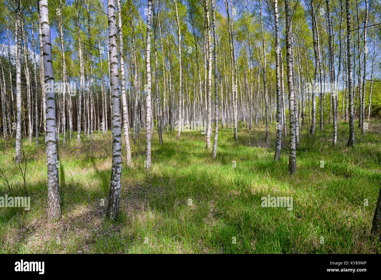 Birch Grove in sonniger Frühlingstag mit weißen Stämme der Birken, frische grüne Laub und blauer Himmel im Hintergrund. Frühjahr wald landschaft. Natürliche backgro Stockfoto