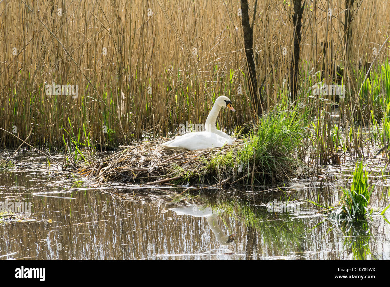 Weißer Schwan (Cygnus olor) nisten in Schilf am Ufer des Sees. Stockfoto