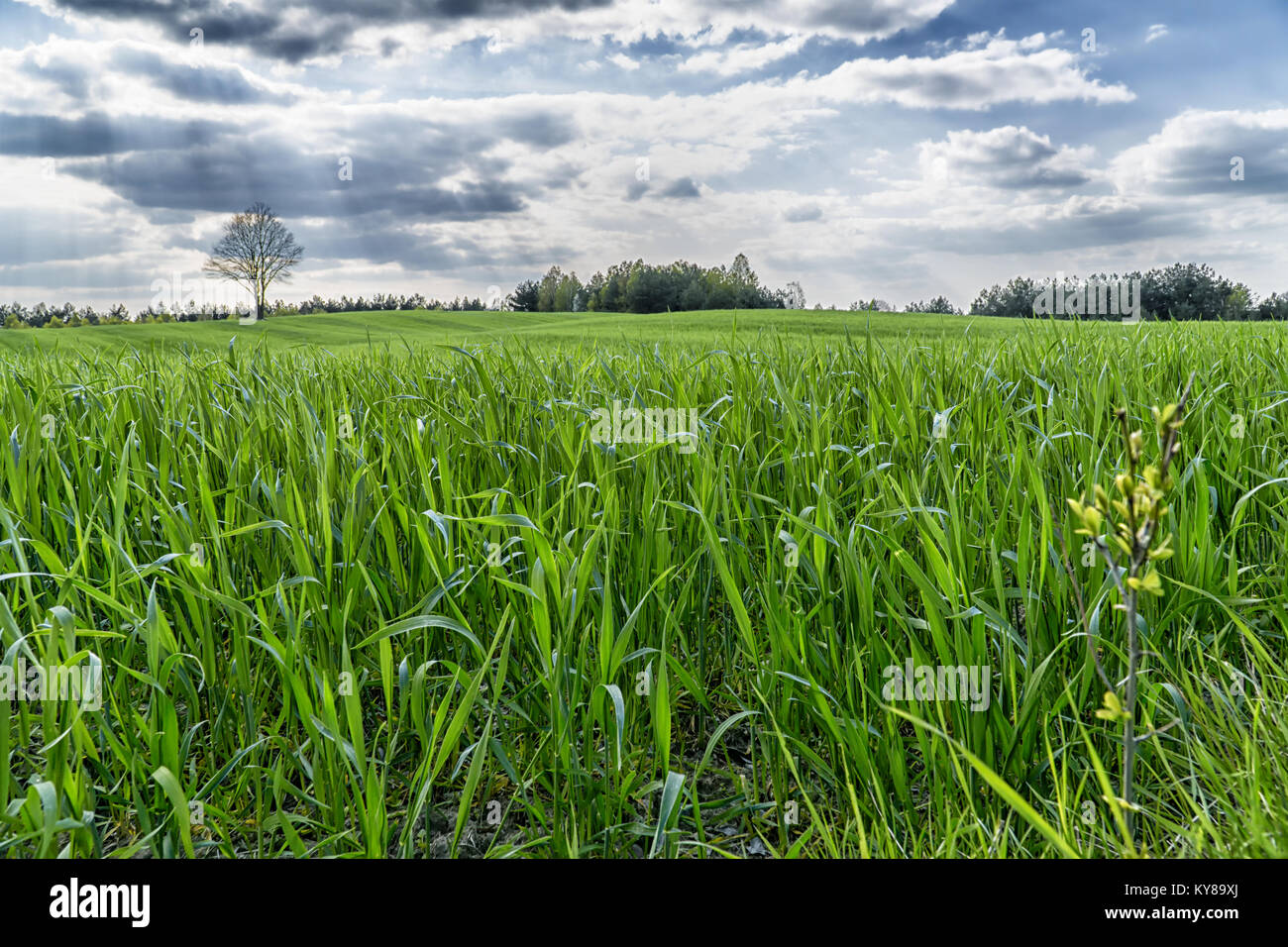 Grüne Gras Feld in hügeligem Gelände und der strahlend blaue Himmel mit Wolken. Gruppe od Bäume am Horizont. Feder natürlichen Hintergrund. Stockfoto