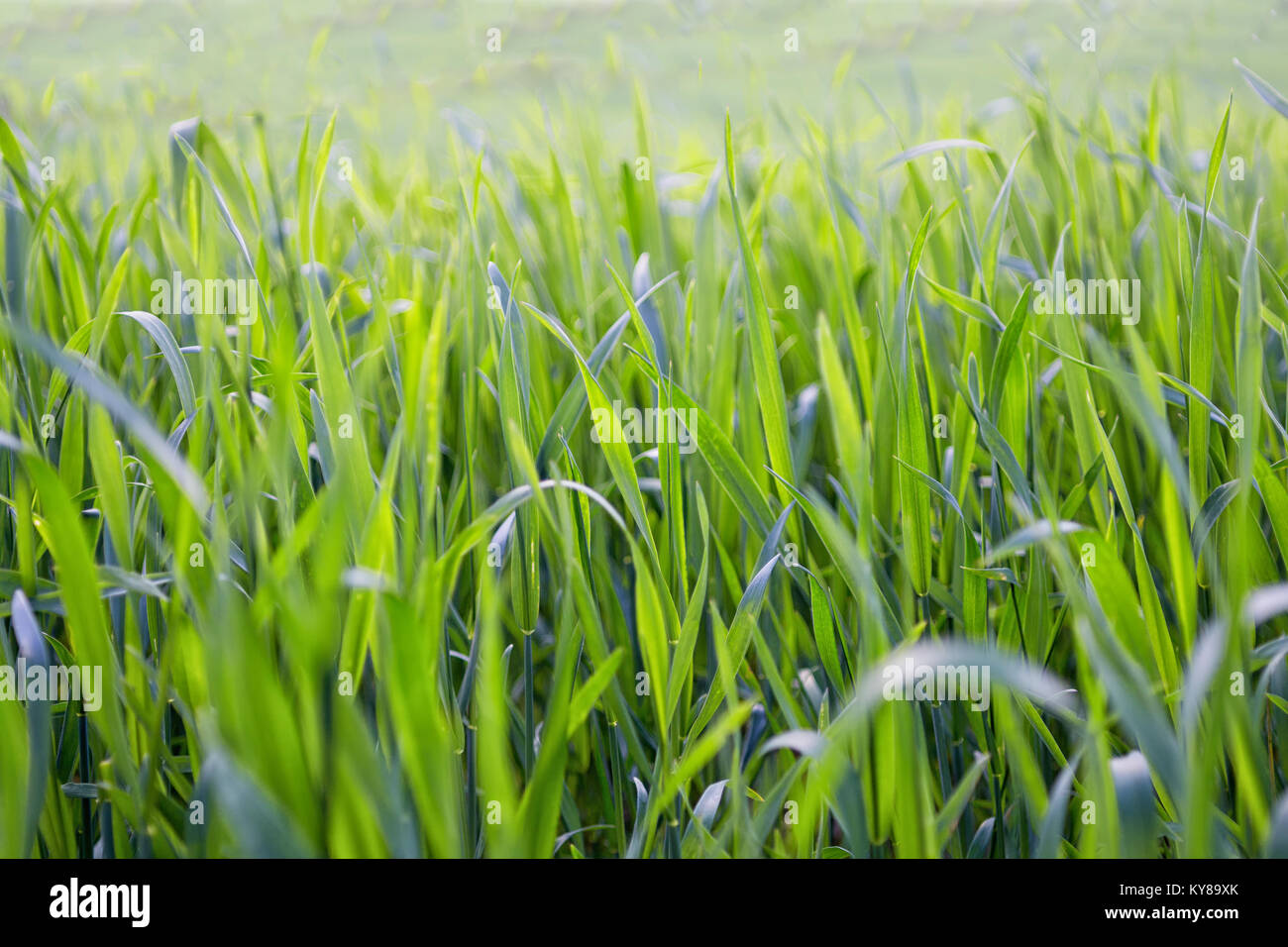 Grüne Gras Nahaufnahme selektiven Fokus. Natürliche Hintergrund Stockfoto