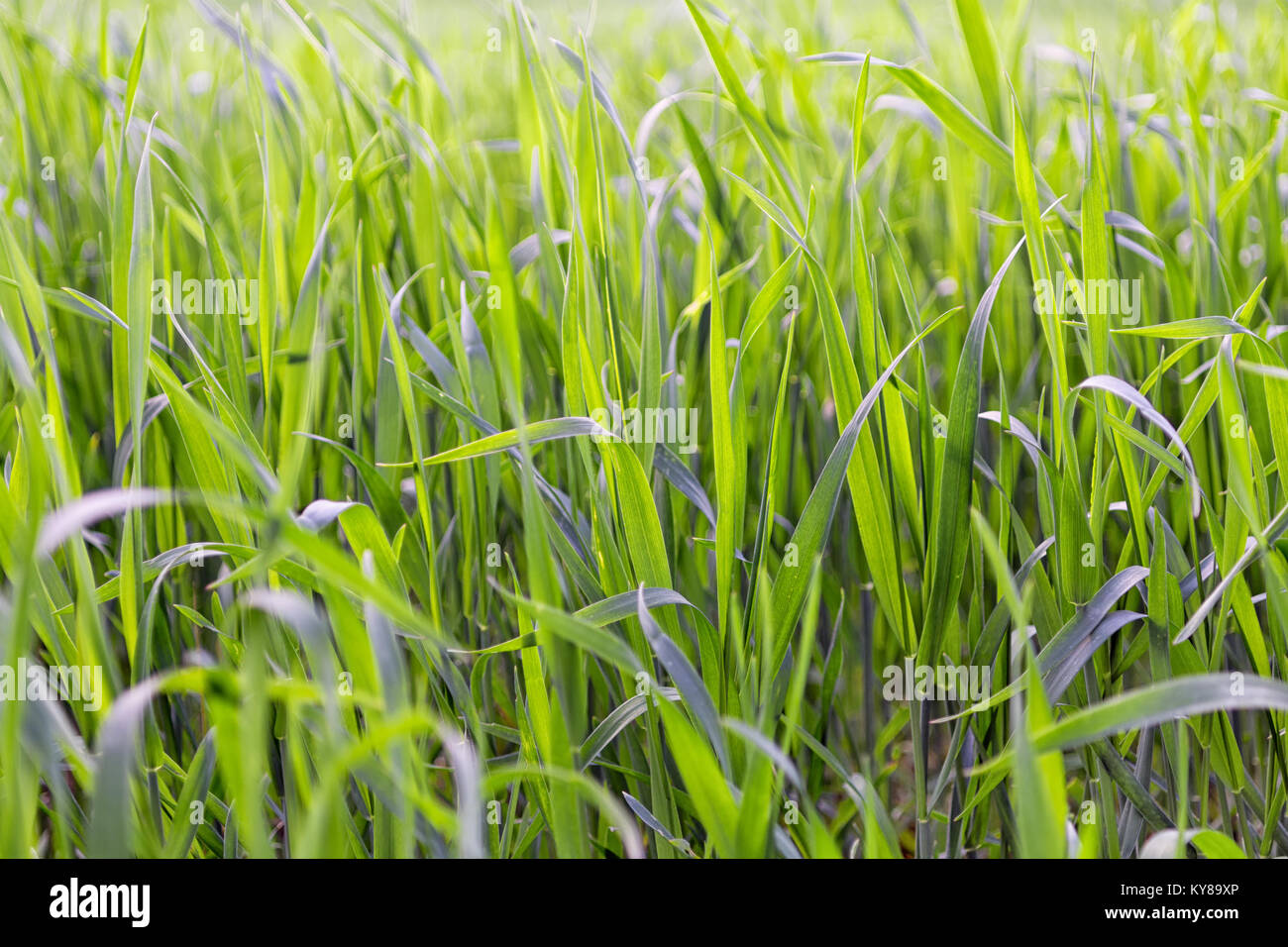 Grüne Gras Nahaufnahme selektiven Fokus. Natürliche Hintergrund Stockfoto