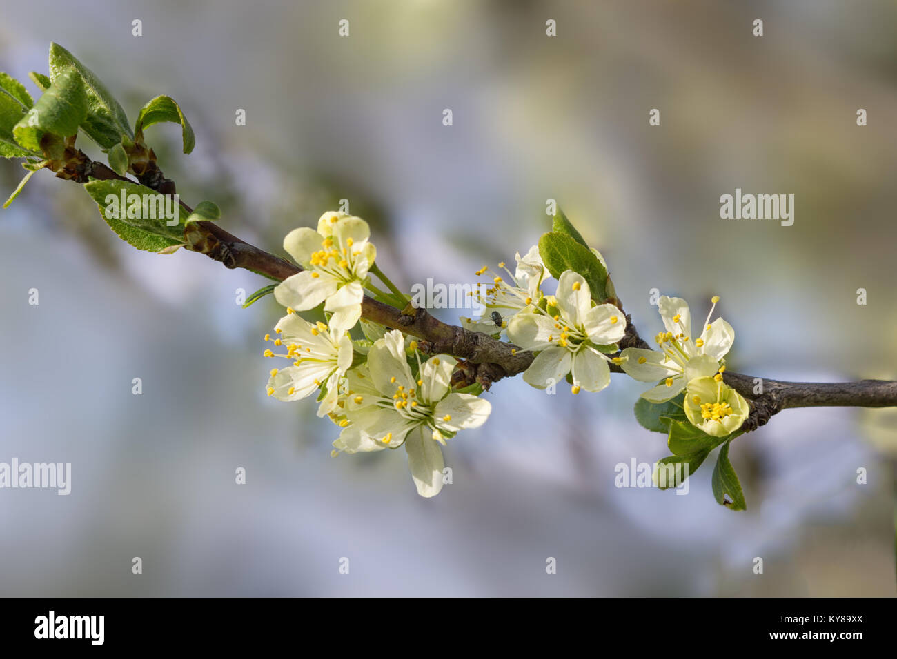 Apple tree branch Blumen auf grünem verschwommenen Hintergrund. Nahaufnahme, selektiven Fokus. Stockfoto