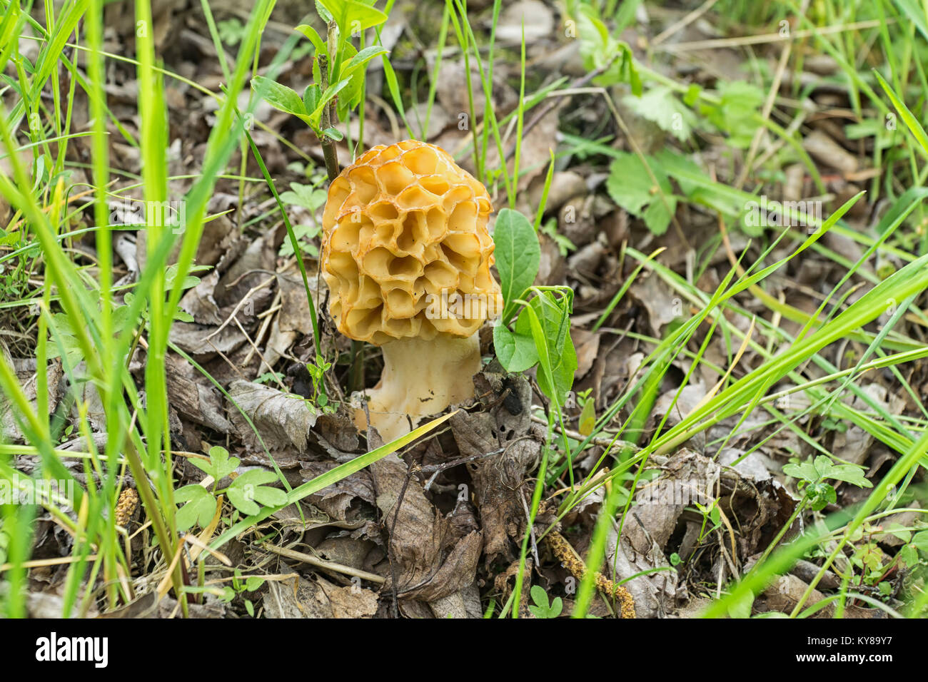 Pilz Morchella esculenta (gemeinsame Morel, Morel, gelb Morel, wahre Morel, Morel, Pilz, Schwamm Morel) closeup im Wald. Feder, Mai, Polen. Stockfoto