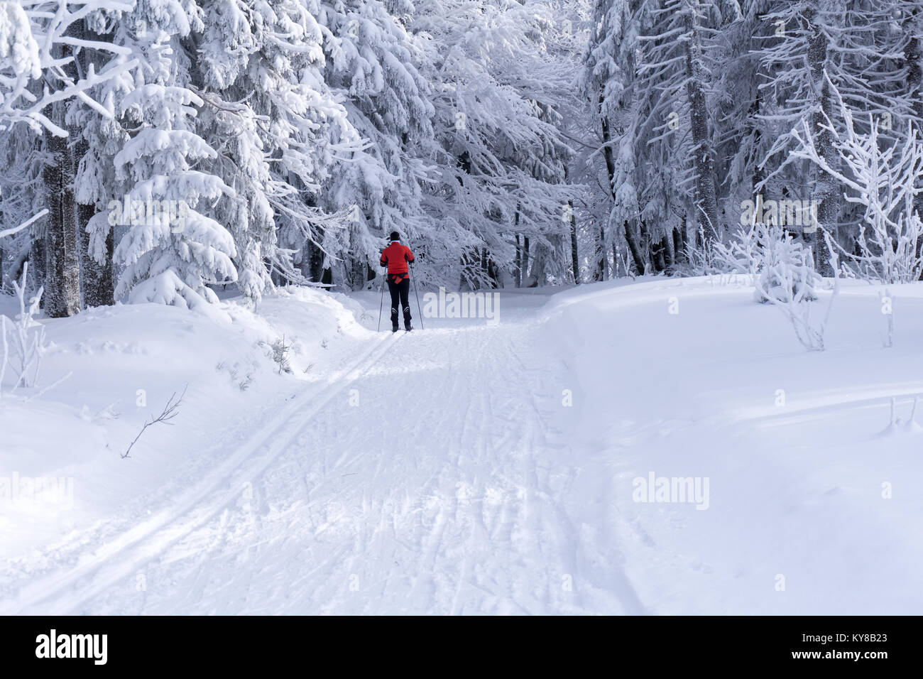 Gespurte Loipen zum Langlaufen mit einzelnen Langläufer im Winter sonniger Tag, Bäume, bedeckt mit Raureif von der Sonne beleuchtet. Stockfoto