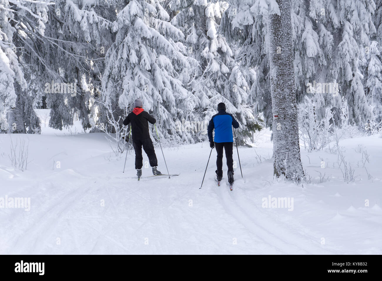 Gespurte Loipen zum Langlaufen mit zwei Langläufer im Winter sonniger Tag, Bäume, bedeckt mit Raureif von der Sonne beleuchtet. Stockfoto