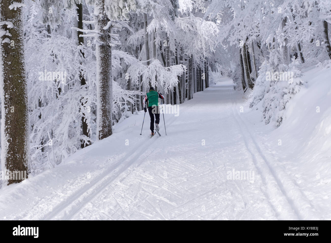 Gespurte Loipen zum Langlaufen mit einzelnen Langläufer im Winter sonniger Tag, Bäume, bedeckt mit Raureif von der Sonne beleuchtet. Stockfoto