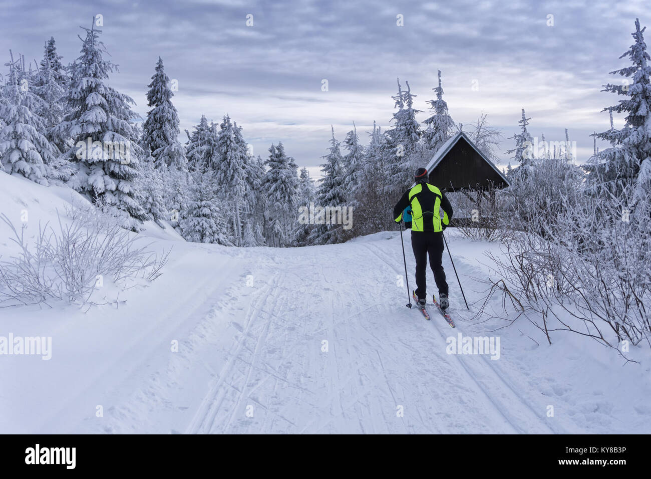 Gespurte Loipen zum Langlaufen mit einzelnen Langläufer im Winter sonniger Tag, Bäume, bedeckt mit Raureif von der Sonne beleuchtet. Stockfoto