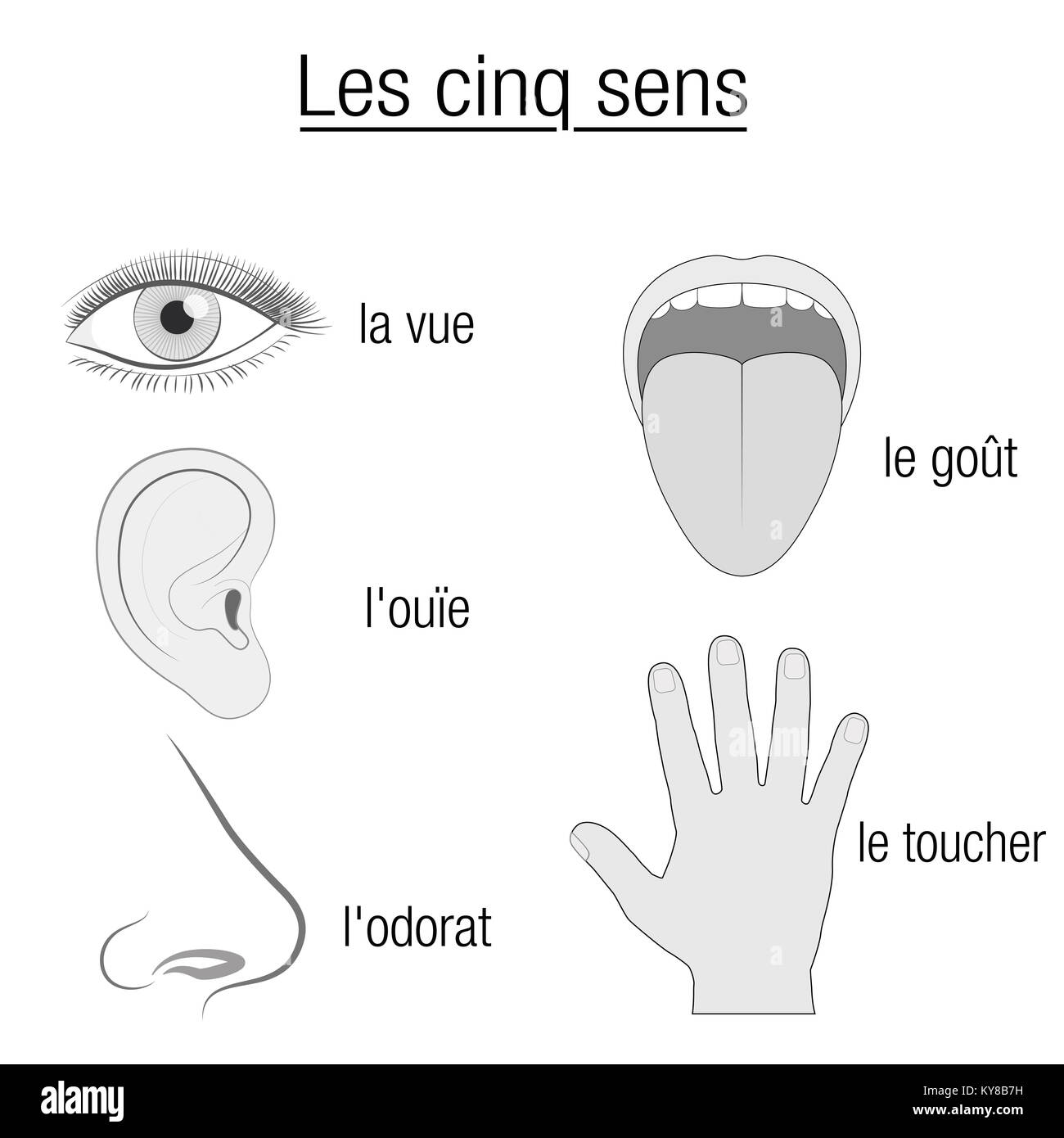 Fünf Sinne, französische Namen - Chart mit Sinnesorgane Auge, Ohr, Nase, Zunge und Hand und entsprechende Bezeichnung sehen, hören, schmecken, riechen, berühren. Stockfoto
