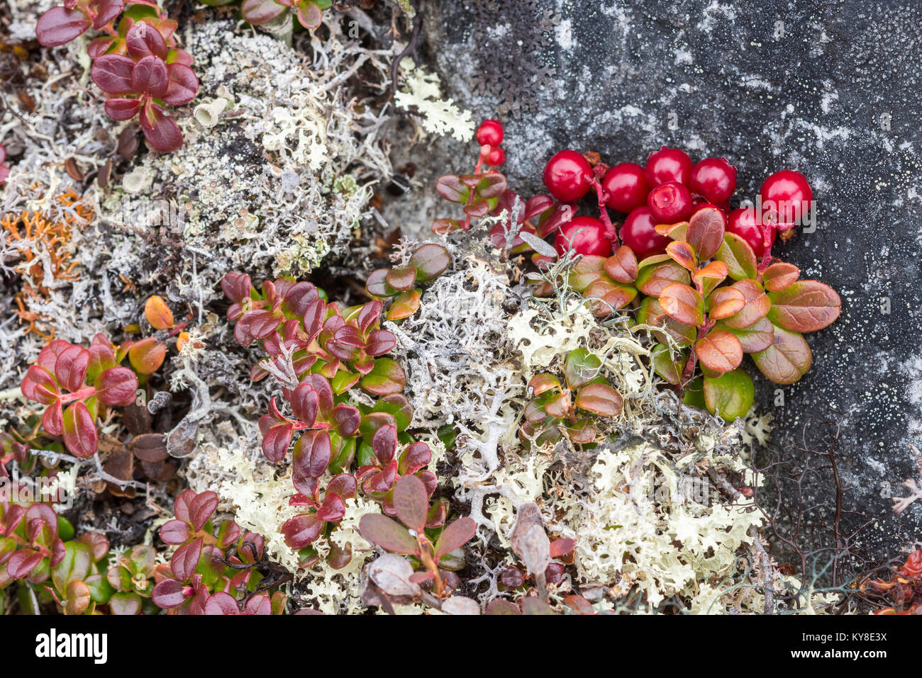 Brentraube (Arctostaphylos uva-Ursi) & Flechten, Tundra, Nunavik N. Quebec in der Nähe von ungava Bay, Kanada, September, von Dominique Braud/Dembinsky Foto Assoc Stockfoto