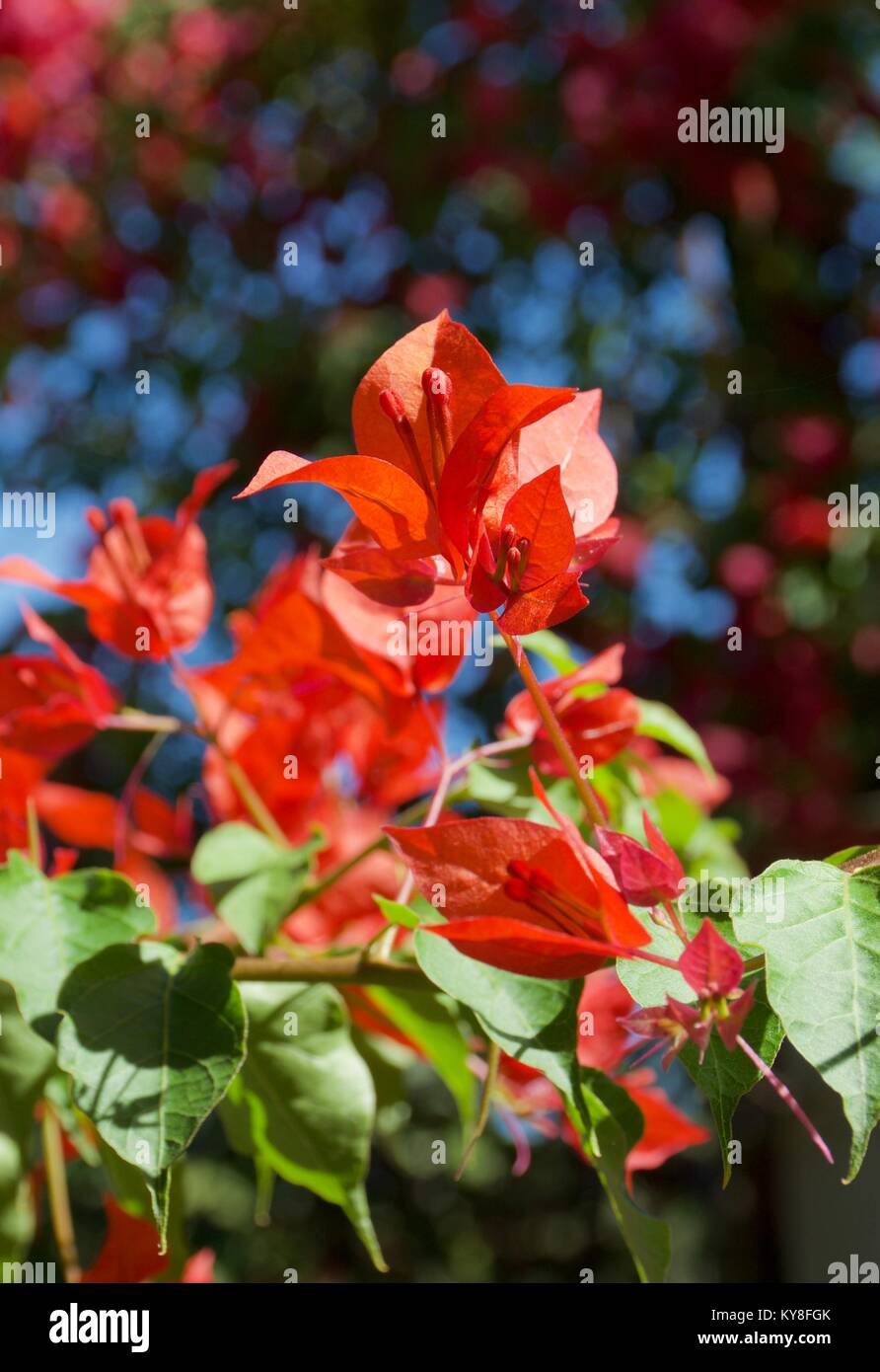 Helles Rot Bougainvillea Rebe vor blauem Himmel wachsende Stockfoto