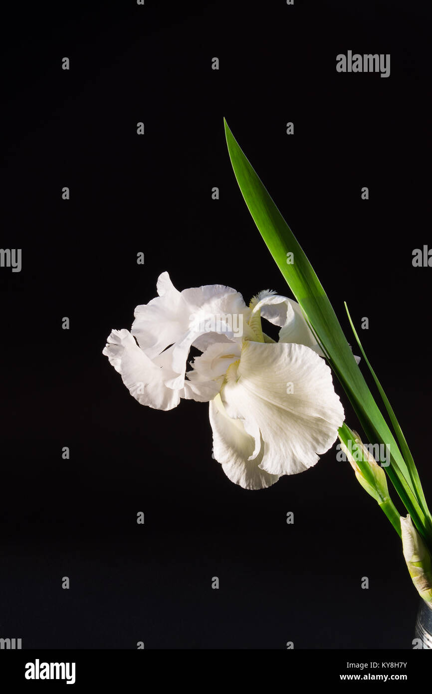 Große weiße Blume iris auf schwarzem Hintergrund. vertikale Foto Stockfoto