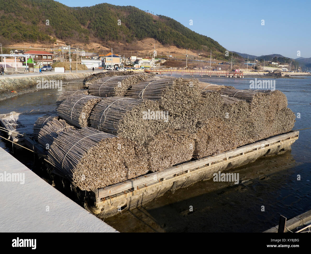 Bambus geschnitten und in den Hafen in Südkorea, Januar 2018 bürgte Stockfoto