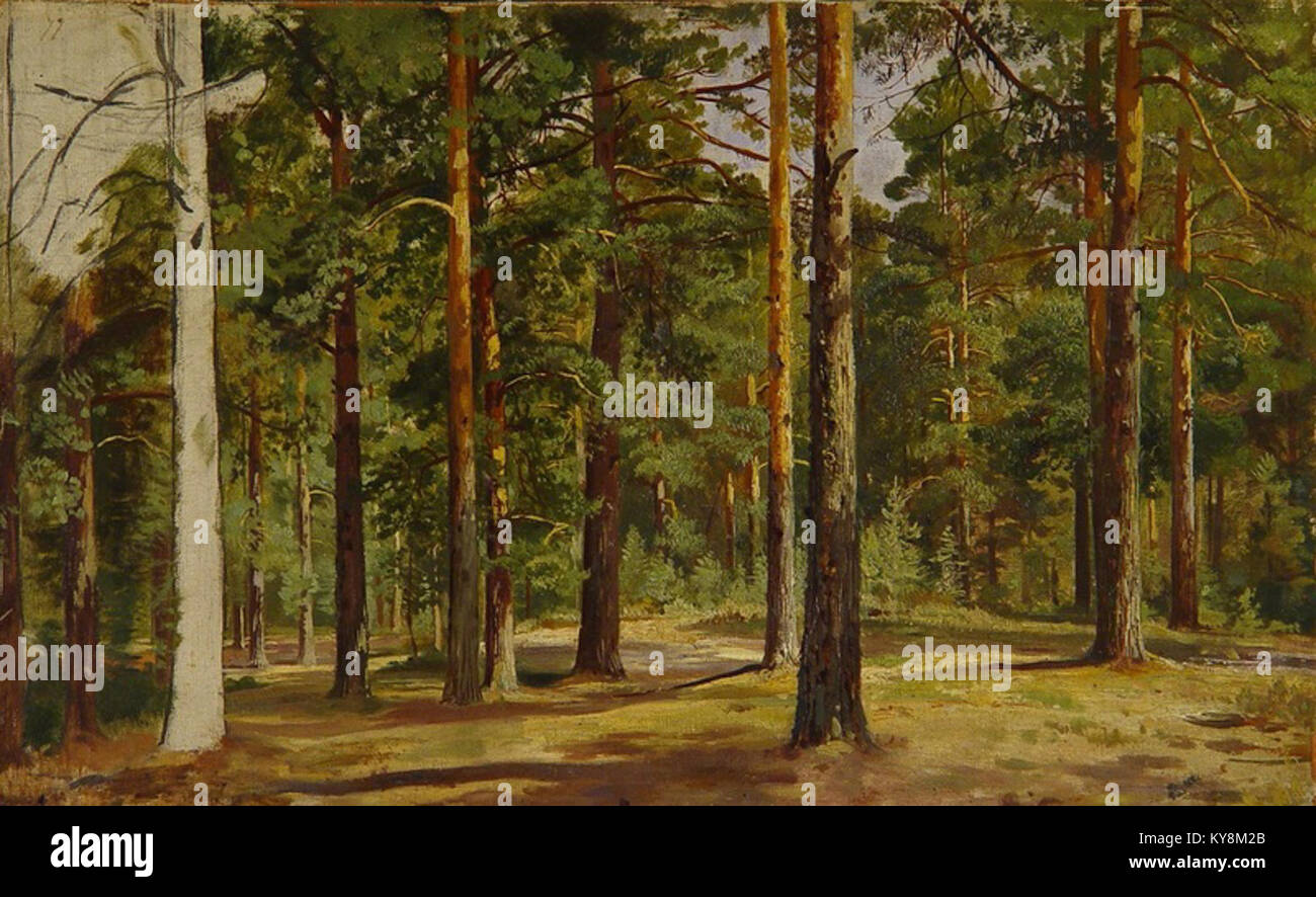 Diese unvollendete Skizze von Iwan Shishkin zeigt einen Kiefernwald und veranschaulicht seine Studien über natürliche Waldlandschaften und Baumformen in russischer Kunst. Stockfoto