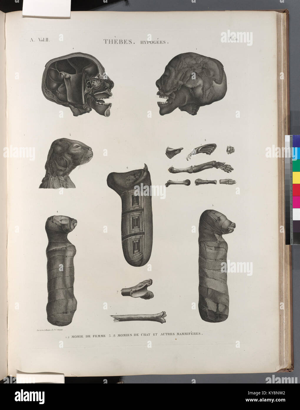 Foto von Mumien aus der thebanischen Nekropole in Ägypten, einschließlich einer weiblichen menschlichen Mumie und mumifizierter Tiere wie Katzen, dokumentieren Begräbnispraktiken im alten Ägypten. Stockfoto